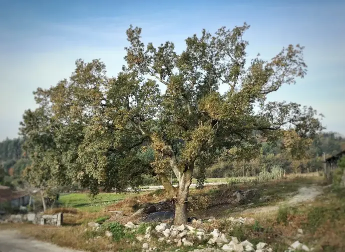 Fotografia de uma árvore gigante